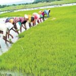 15 11 2019 paddy crop 20191115 14246