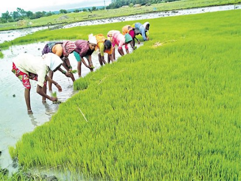 15 11 2019 paddy crop 20191115 14246