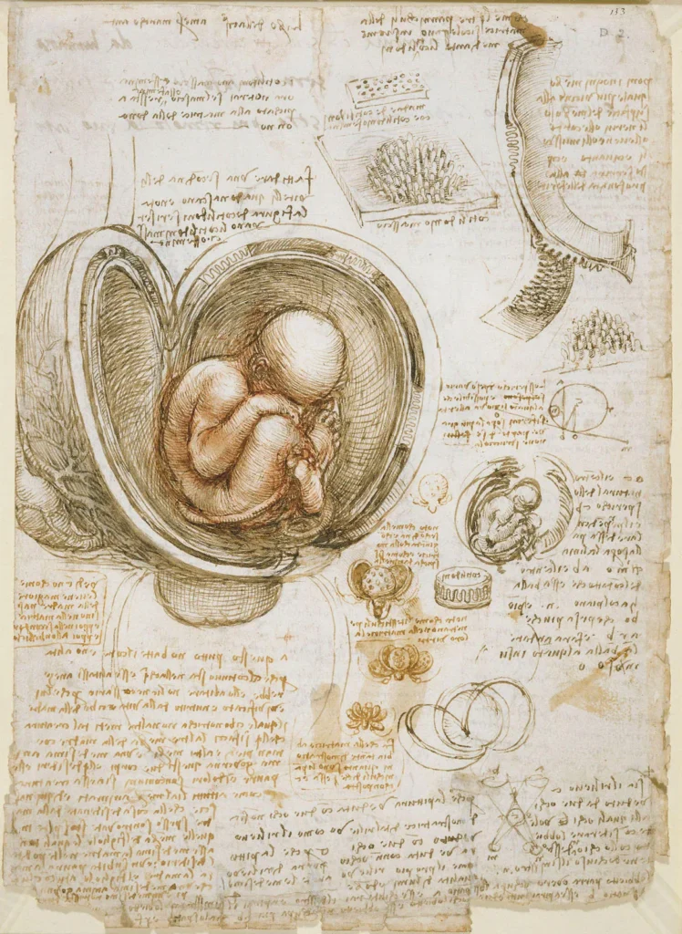 लियोनार्दो दा विंची को समझना ... 7 Human fetus studies Leonardo da Vinci 1510